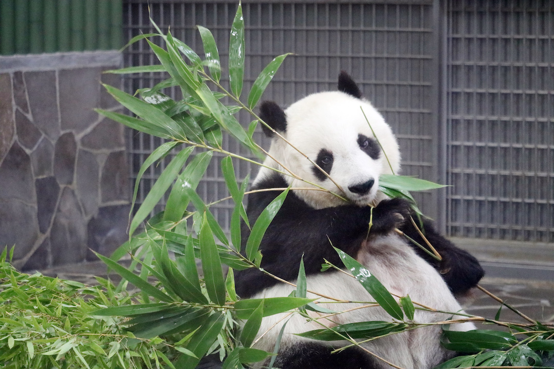 トレーニングすると見せかけて動物園のパンダの 逃走劇 が面白すぎる