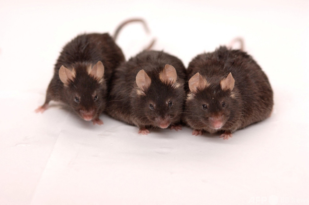 長生きの鍵はカロリー摂取量より空腹の時間、マウス研究