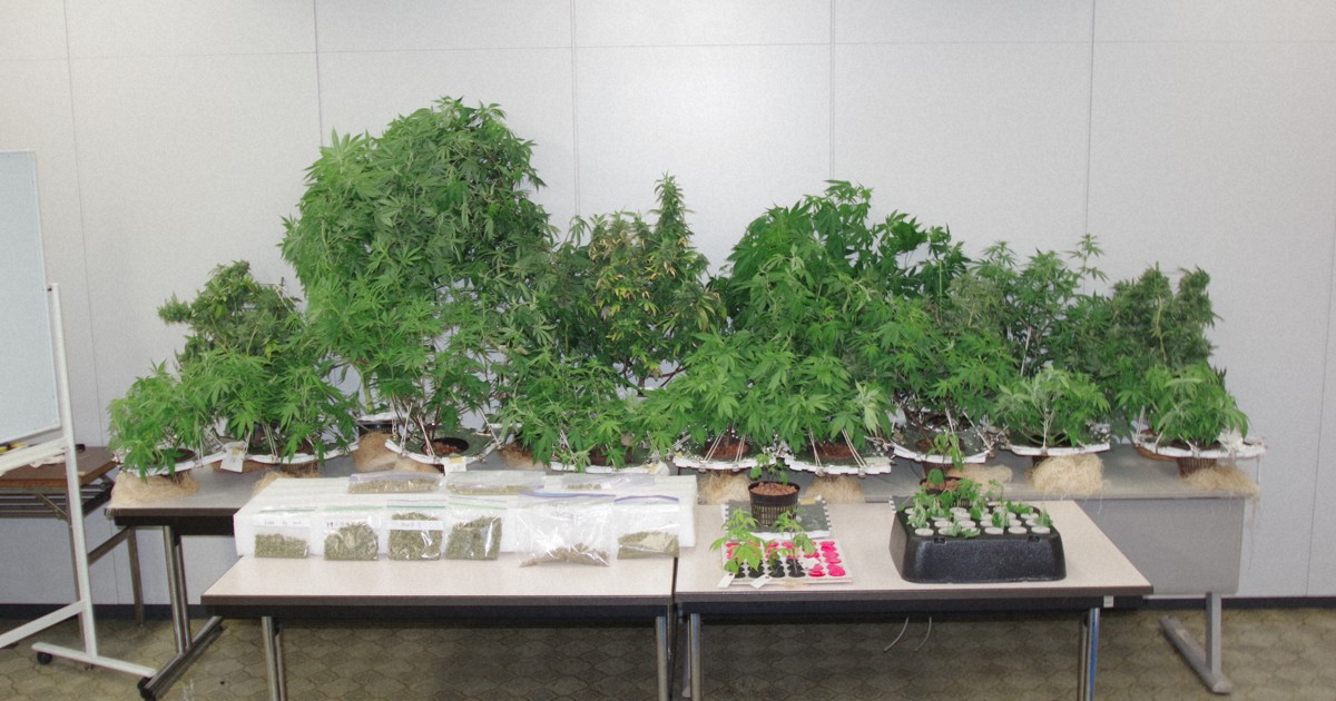 営利目的での大麻所持容疑で12人逮捕　水耕栽培し北陸や関西へ郵送
