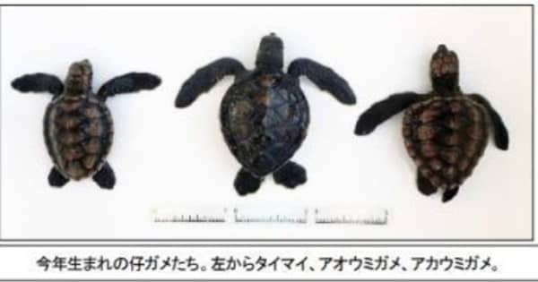 3種の子ガメ会いに来て　沖縄美ら海水族館が公開