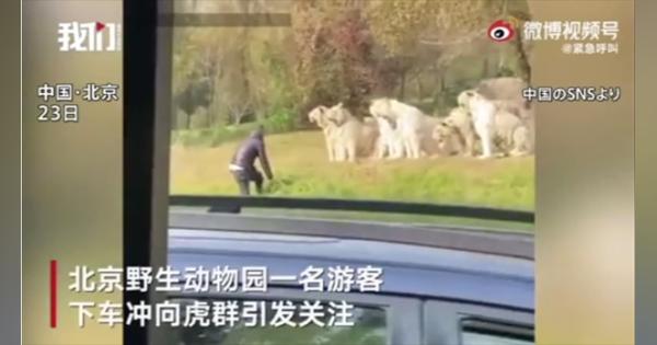 中国のサファリパークで客がトラの群れに急接近、その時トラは―