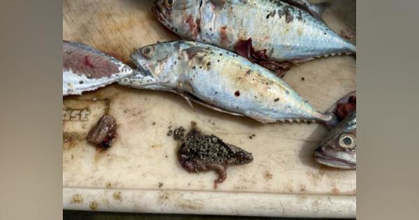 死んだ魚の胃に詰まった大量の軽石…漁業関係者「災害だ」　国頭でいけすの魚に被害