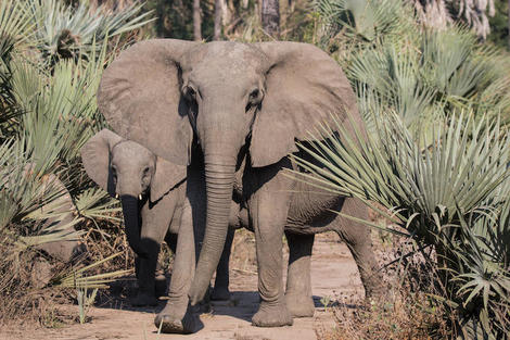 象牙密猟が横行したモザンビークでは、牙のないゾウに進化している