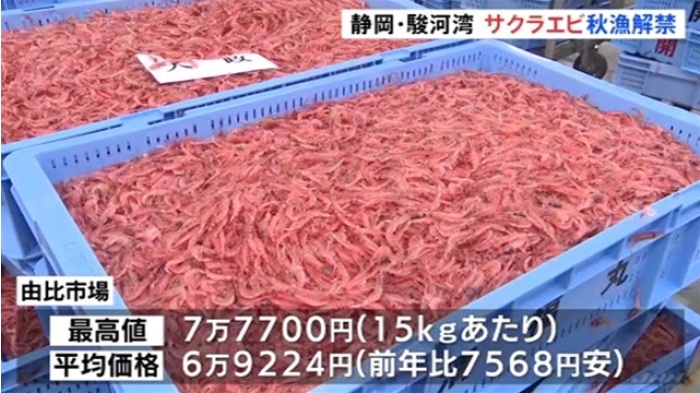 静岡“駿河湾の宝石”サクラエビの秋漁解禁