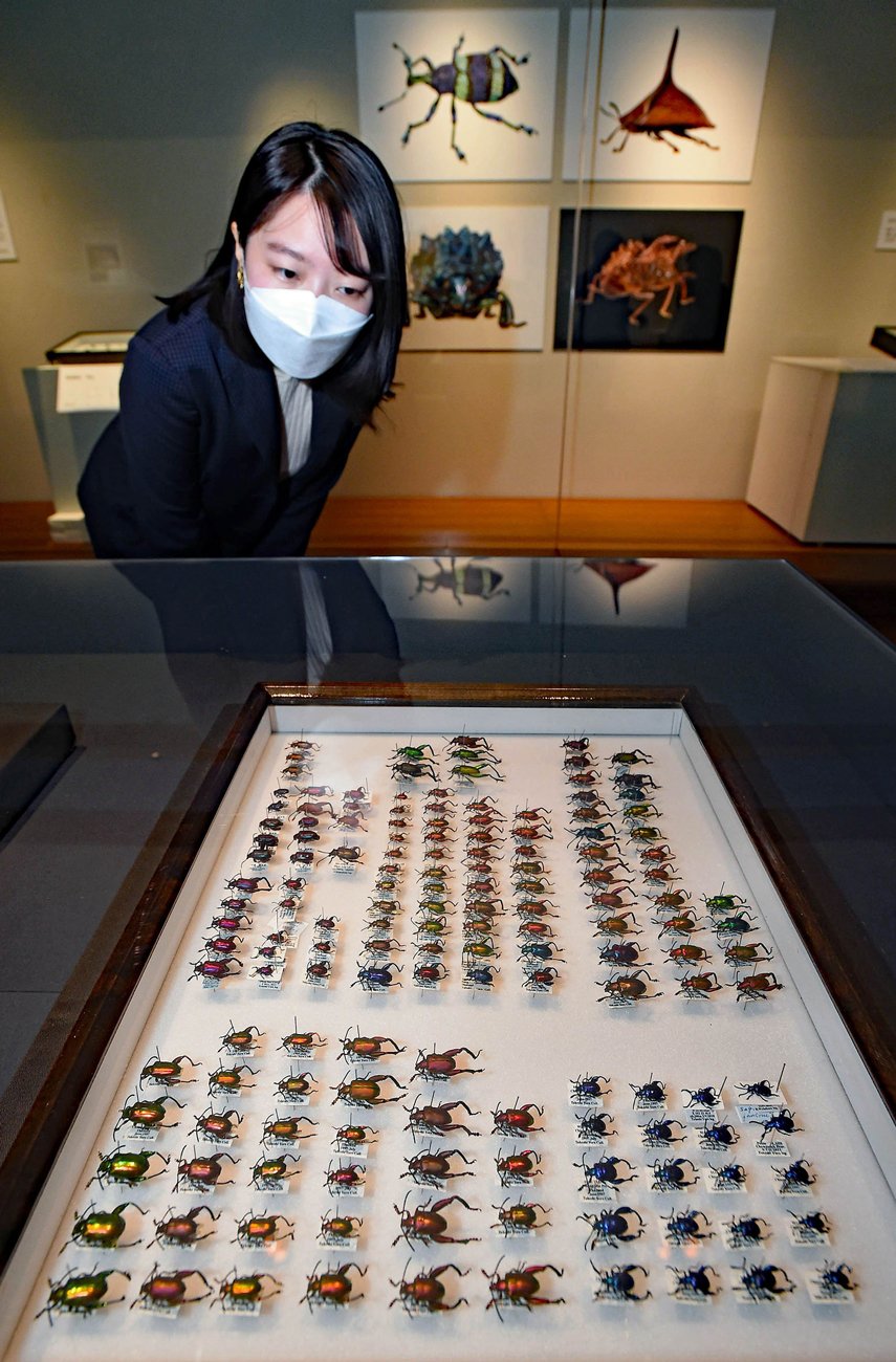虫に注いだ日本美術の優しいまなざし　特別展に養老孟司さんの標本も