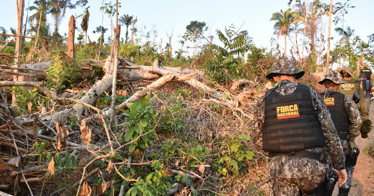 ブラジル、違法な森林破壊ゼロ目標を2年前倒し　地元紙報道