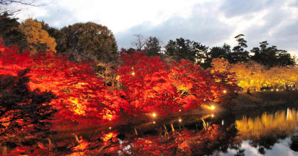 晩秋の弘前城、菊と紅葉が競演　日没後はライトアップ