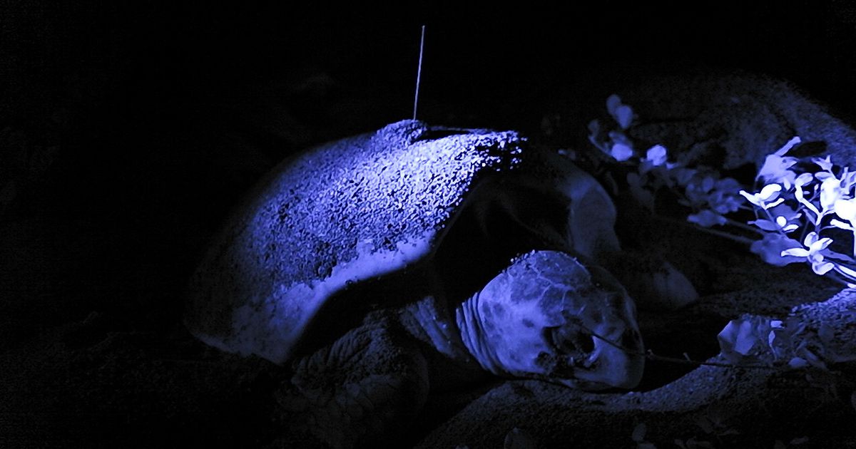 アカウミガメ産卵激減　深まる謎