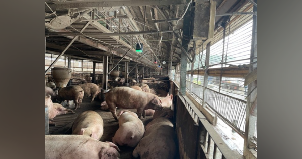 養豚の省力化・効率化へ！ 咳音検知技術で養豚の咳音や豚舎の環境を検知