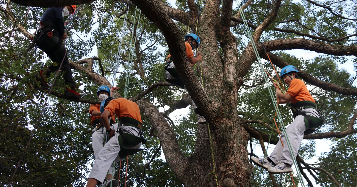 林業の担い手育て　プロが高校生に木登り伝授