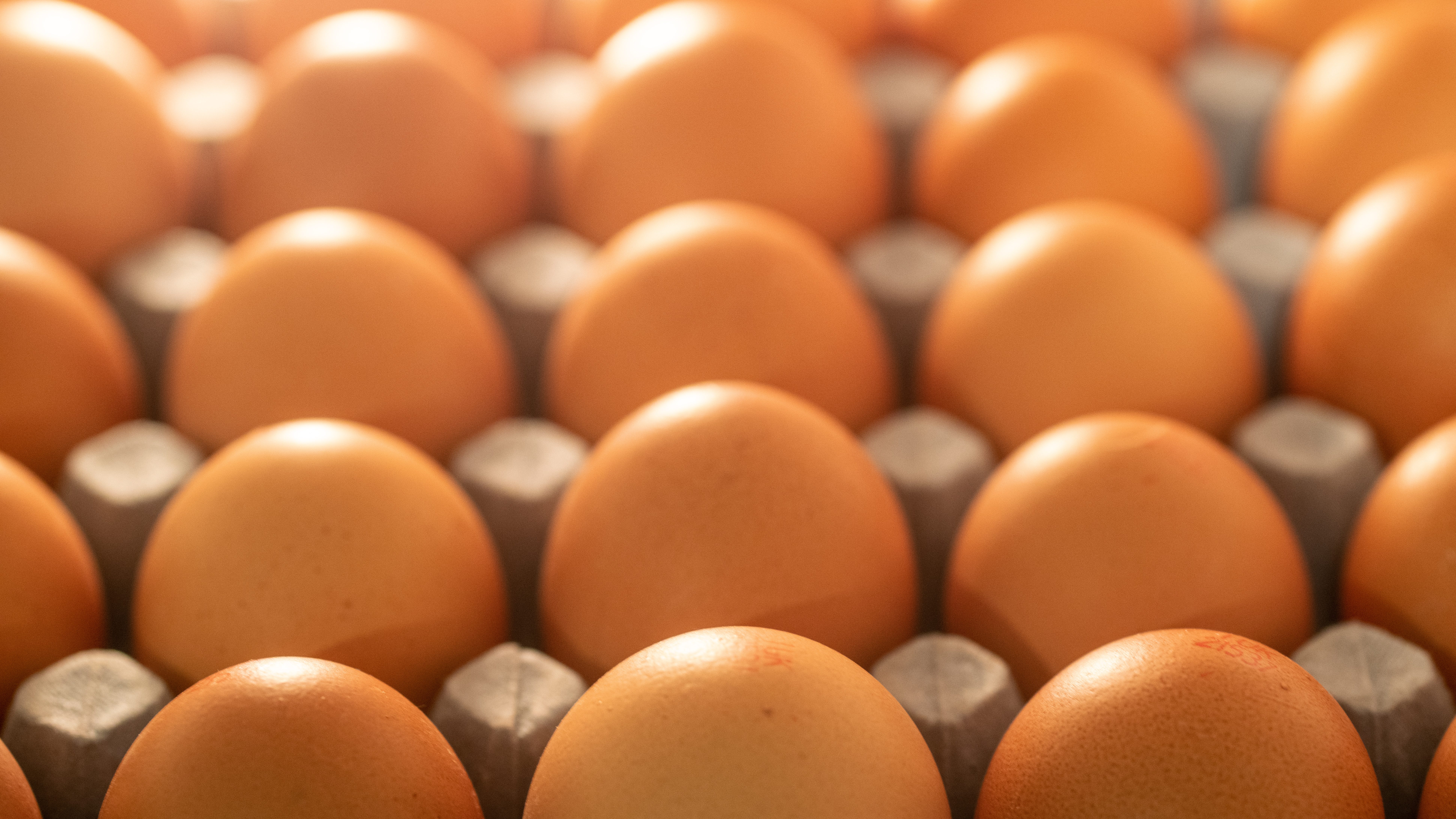 人工肉バーガーの次は“卵じゃない卵”　急成長する「植物性食品」市場 | 食品大手企業も注目