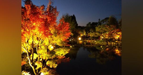 紅葉、黄金色に光る　京都・永観堂ライトアップ