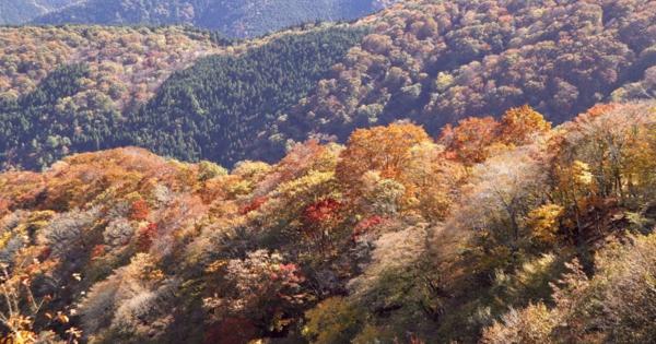 秋色に染まる伊吹山　ドライブウェイから紅葉が一望