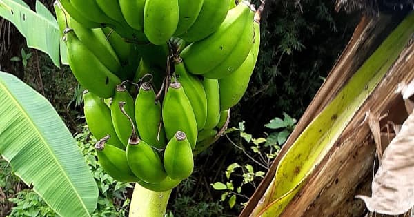 上向き「そんなバナナ」　専門家も驚く珍しい現象、沖縄で発見