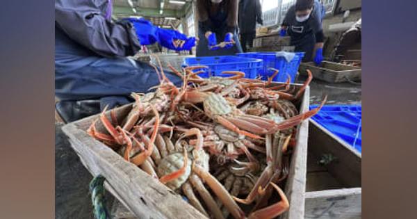 日本海でズワイガニ漁解禁　冬の味覚、兵庫・豊岡で初水揚げ