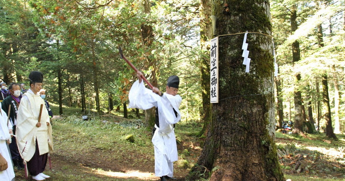 御柱16本ずらり　来年の諏訪大社祭に向け、モミの木伐採　長野