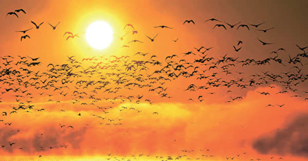 渡り鳥の群れ、朝日に染まる　伊豆沼・内沼への飛来ピーク