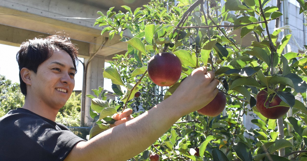 「100年続くリンゴ産地復活を」　台風被害に負けず、4代目奔走