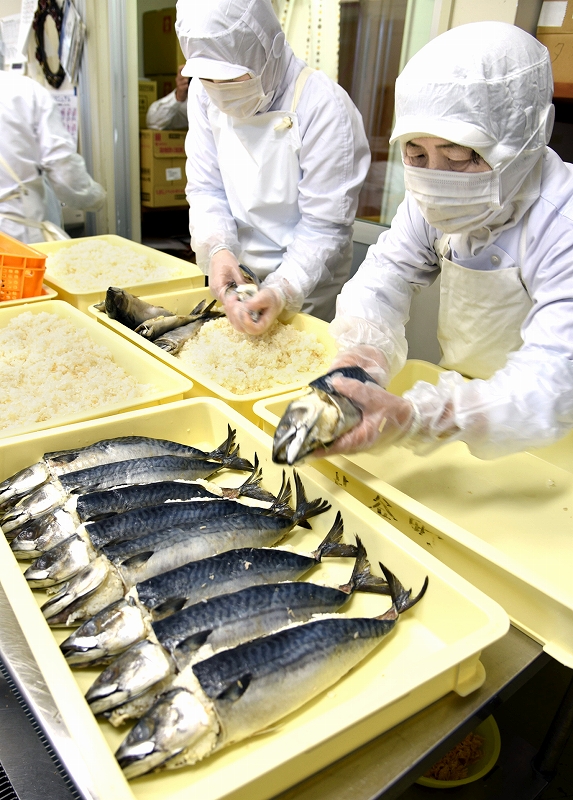 冬の味「鯖の熟れ鮨し」仕込みスタート　じっくり発酵でクリーミーな味わい、福井県勝山市