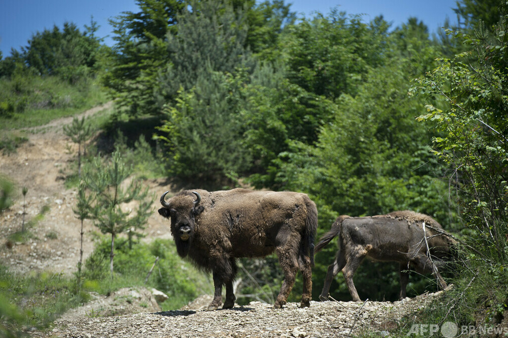 絶滅から復活のバイソン、再野生化で生き返る山脈 ルーマニア