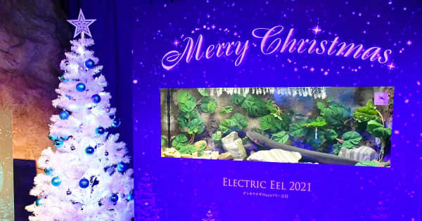 クリスマスツリー点灯、電源はデンキウナギ　藤沢・新江ノ島水族館で展示