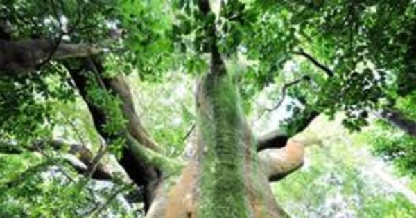 淡路島の巨樹にまつわる物語をショートムービーに　兵庫県立大院生「生命力の強さ感じた」