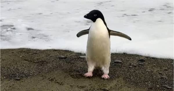 南極のペンギン、3000キロ離れたニュージーランドで迷子に