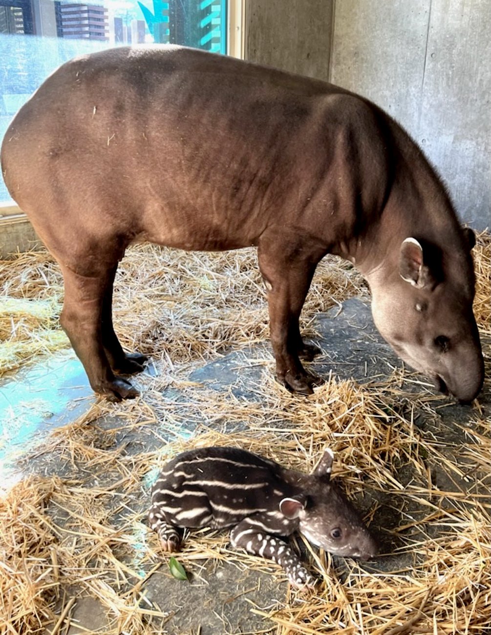 かわいい しま模様 アメリカバクに赤ちゃん誕生 京都市動物園で公開