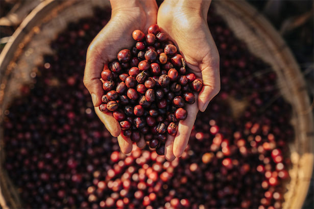 「麹発酵コーヒー」で農家支援、フィンランド人バリスタらが挑戦