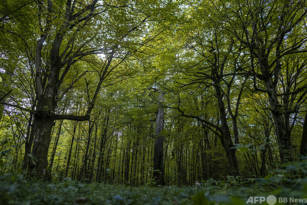 保護か伐採か共生か 欧州最大の原生林めぐる対立 ポーランド