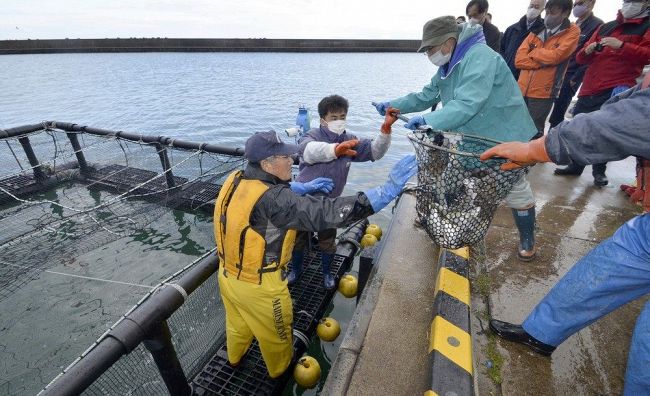 サクラマス養殖実験開始　木古内・釜谷漁港　手法の確立目指す