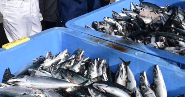 金華さばシーズン到来　石巻魚市場で取引始まる