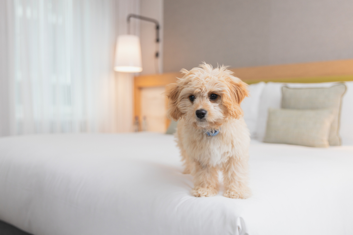 都市型ホテル「リブ・マックス」愛犬と泊まれる「Dog×Stay」プラン開始　DOGアメニティも用意