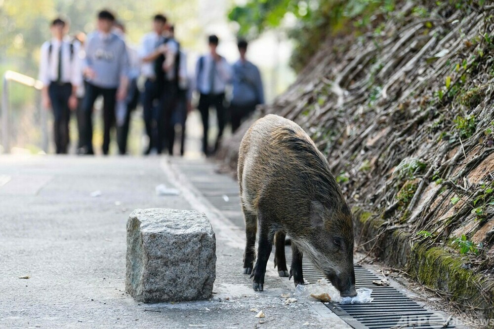 香港、警官負傷でイノシシ駆除開始 餌でおびき寄せ殺処分