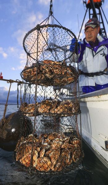 養殖カキ漁、最盛期　サロマ湖