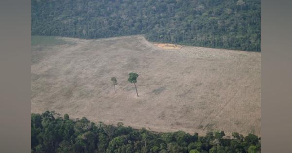 ブラジルのアマゾン森林破壊面積、06年以来最大　国立機関報告