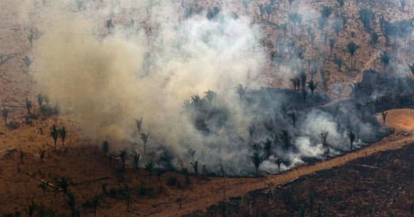 アマゾン熱帯雨林の森林伐採、過去15年で最大規模
