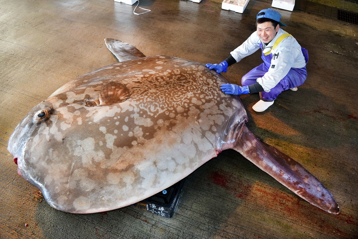 体重650キロ、巨大ウシマンボウ水揚げ　福井県の小浜漁港、刺し身はイカの食感
