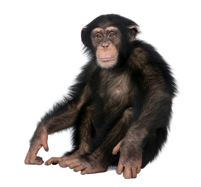 人間とチンパンジーの違いは「ジャンクDNA」にあった！