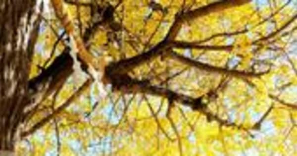 黄金の“じゅうたん”広がる　樹齢千年超、兵庫・佐用の大イチョウ