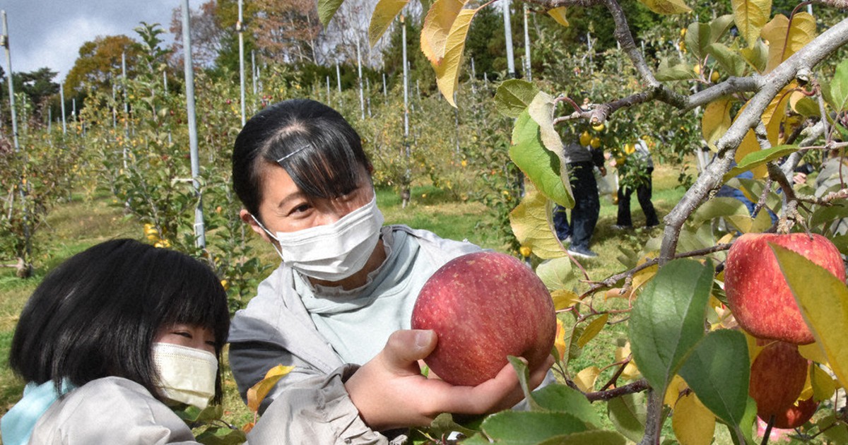 リンゴ大夢「でっかいね」　復興願う岩手県品種の収穫体験