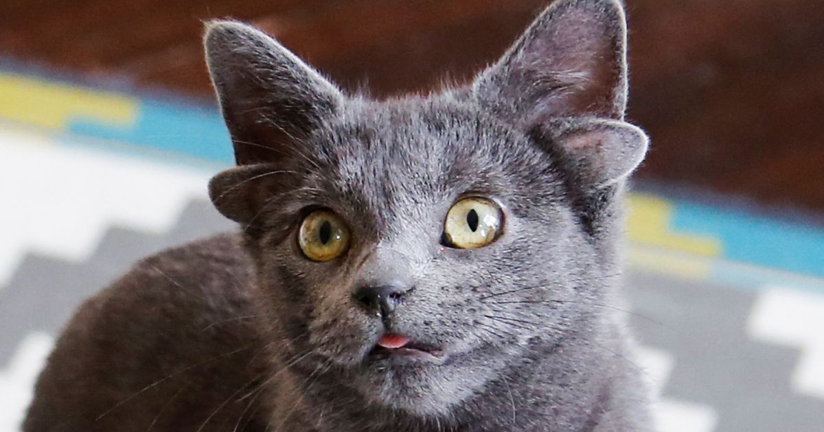 4つ耳の子猫、家族に引き取られてインターネットの人気者になる 