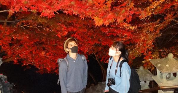 浮かび上がる紅葉の雲海　神奈川・大山でライトアップ