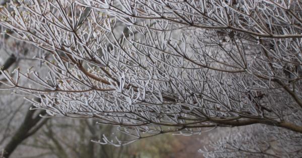 冬の枝に咲いた「花ぼうろ」　長崎・雲仙で今季初の霧氷