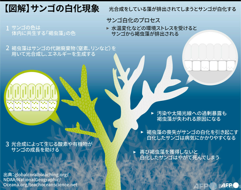 【図解】サンゴの白化現象