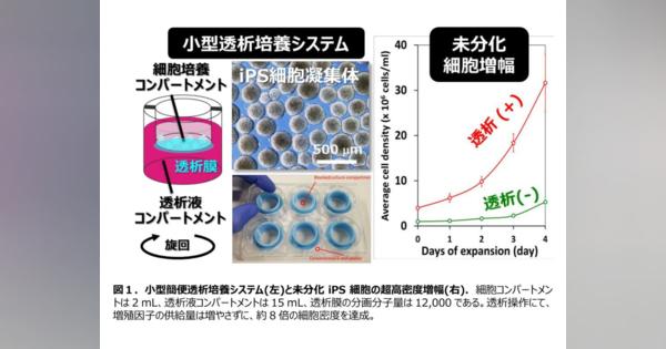 東京大学がヒトiPS未分化細胞培養における世界最高レベルの超高密度化に成功、細胞あたりの培養コストを8分の1に低減