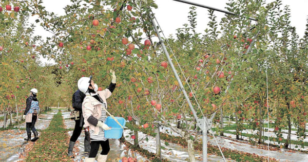 「V字」「接ぎ木」でリンゴ栽培効率化　宮城県農業・園芸研が新技術開発