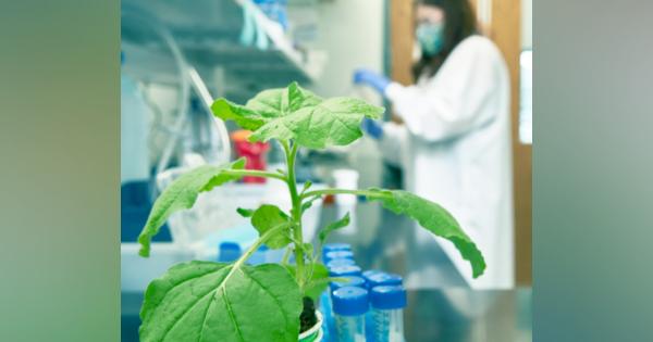 植物由来のタンパク質を利用して安価に細胞肉を生産するTiamat Sciences