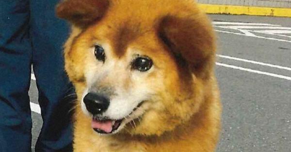 「神ボランティア」に賠償命令、犬猫を保護実は虐待　大阪地裁