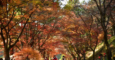 色づく紅葉のトンネル　佐野・金蔵院で見頃【動画】